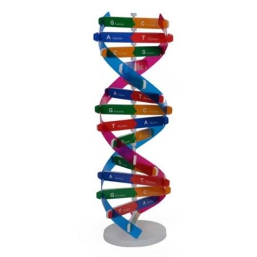 DNA MODEL SETİ
